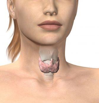 Узловой зоб щитовидной железы